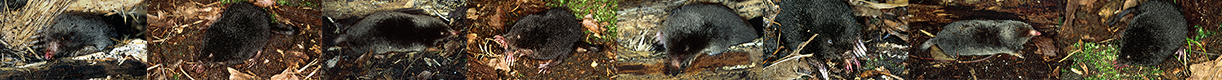 Talpidae